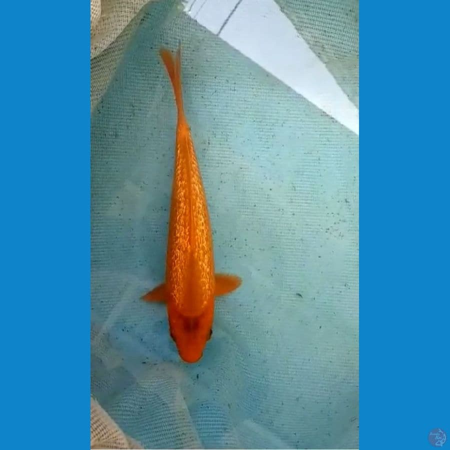 red karasi gindrin 20cm hQ