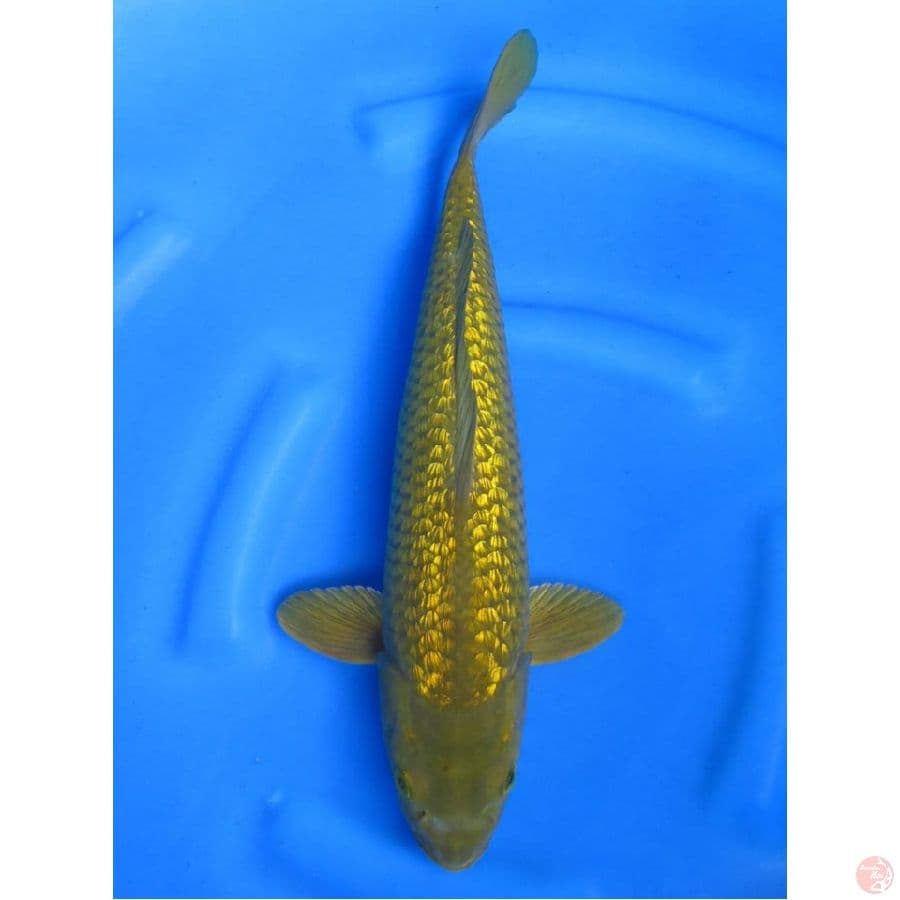 Male Midori Ginrin No Bocor, 45cm