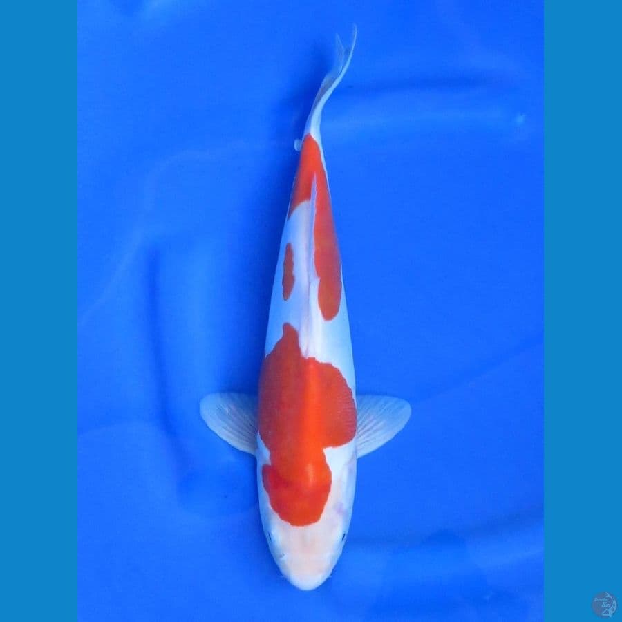 35cm , Kohaku Doitsu Murni ,