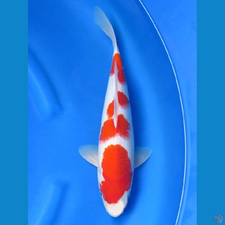 39cm , F1 Yondan No Bocor ,
