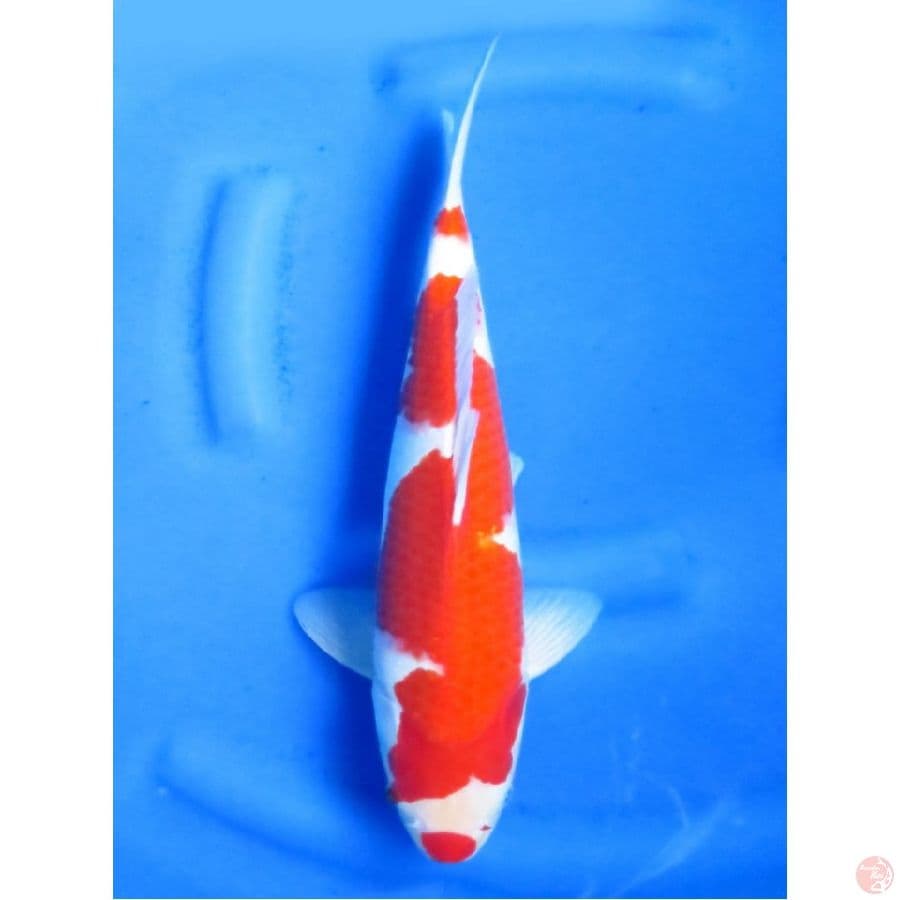 F1 Kohaku No Bocor ,40cm