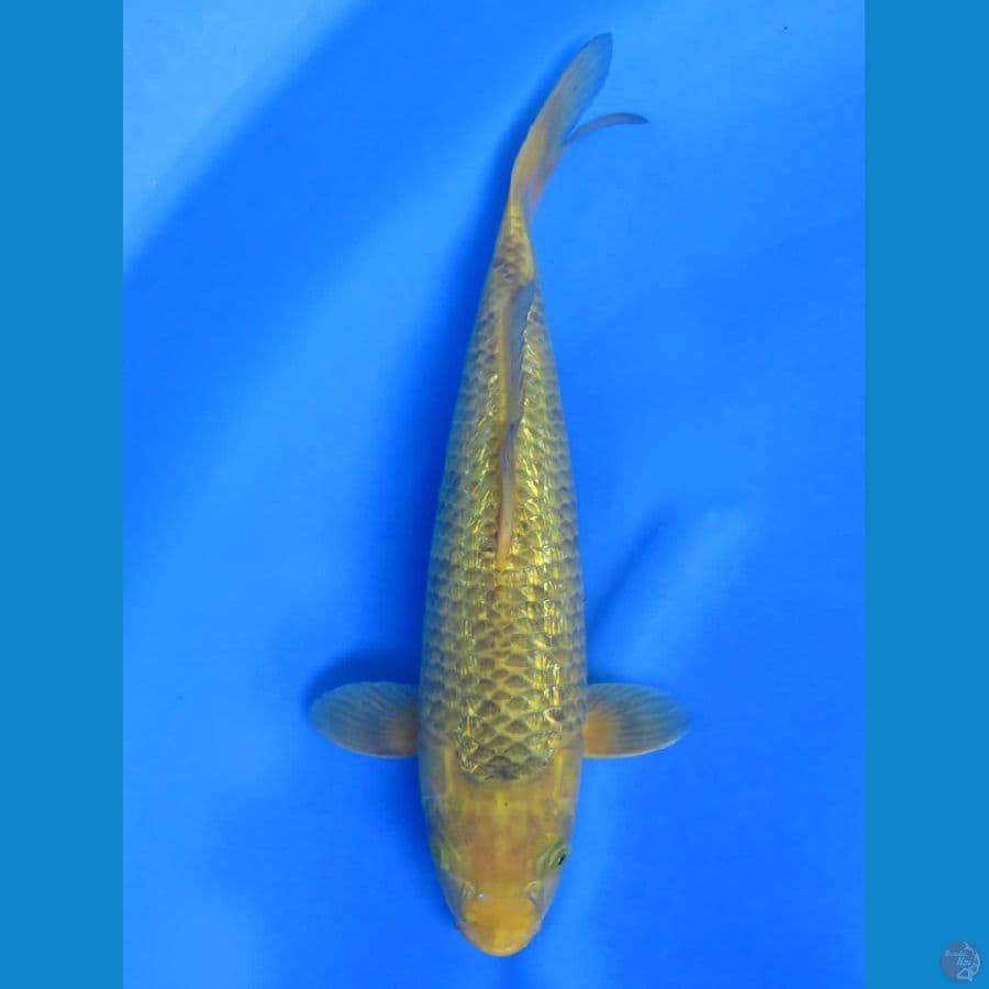 34cm - Karamel Ginrin