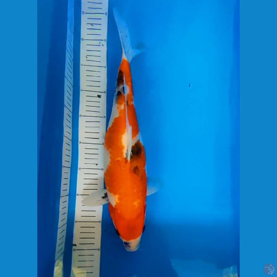 showa F 40 cm