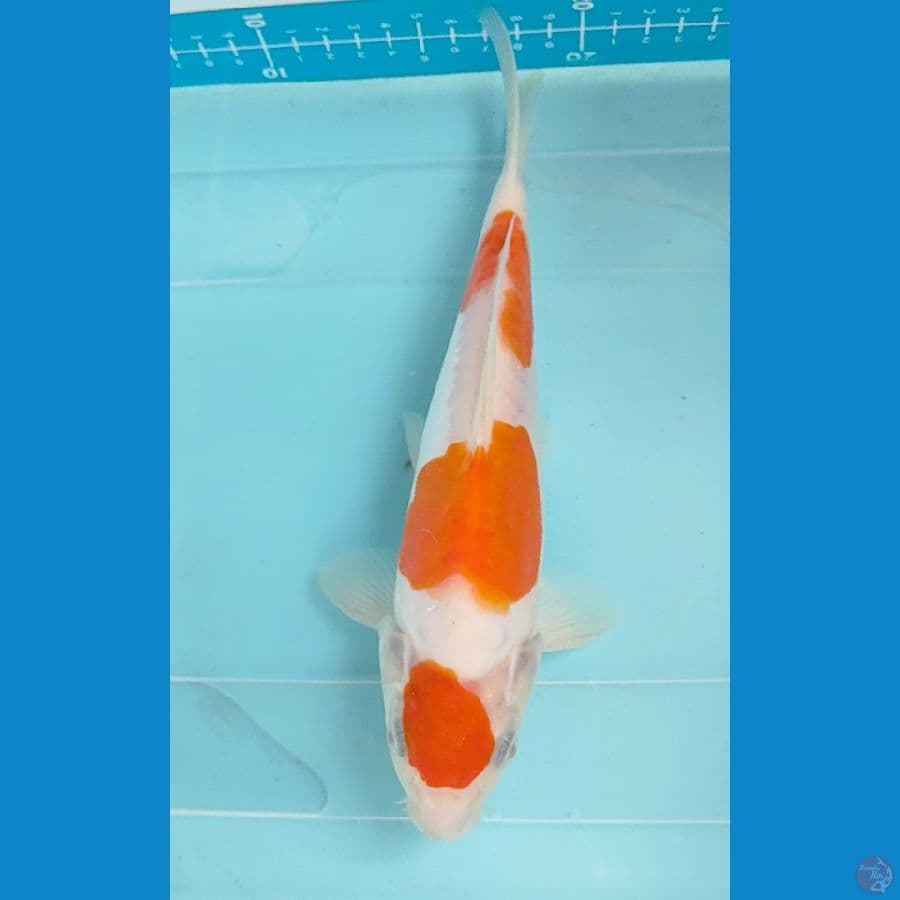 kohaku doitsu 25 cm jantan