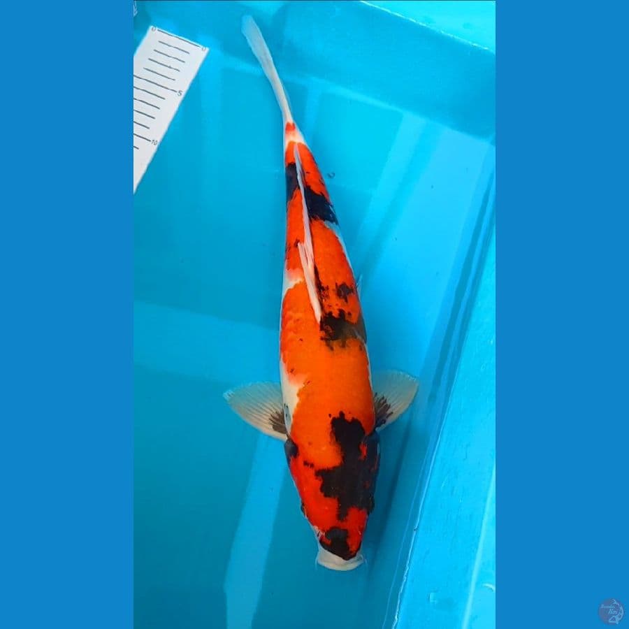 showa 39 cm