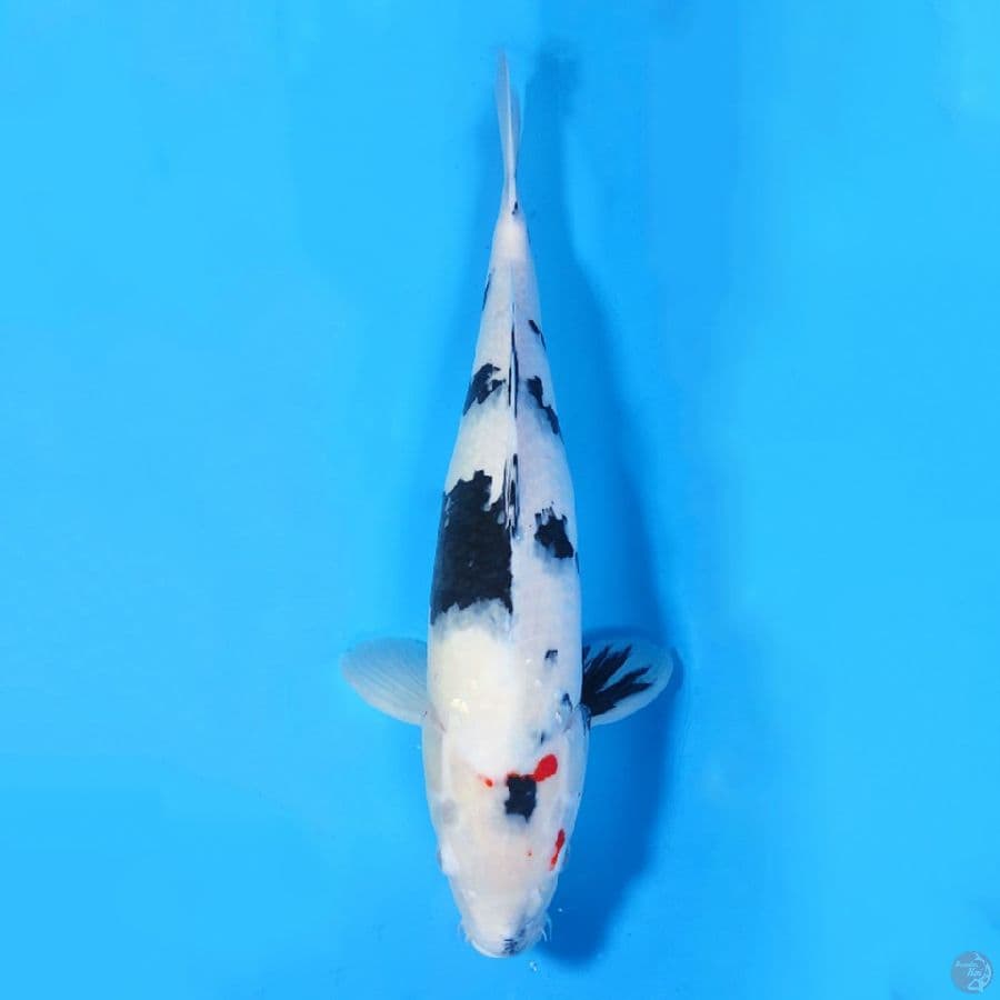 50CM SHIRO UTSURI JUMBO CALON INDUK FEMALE