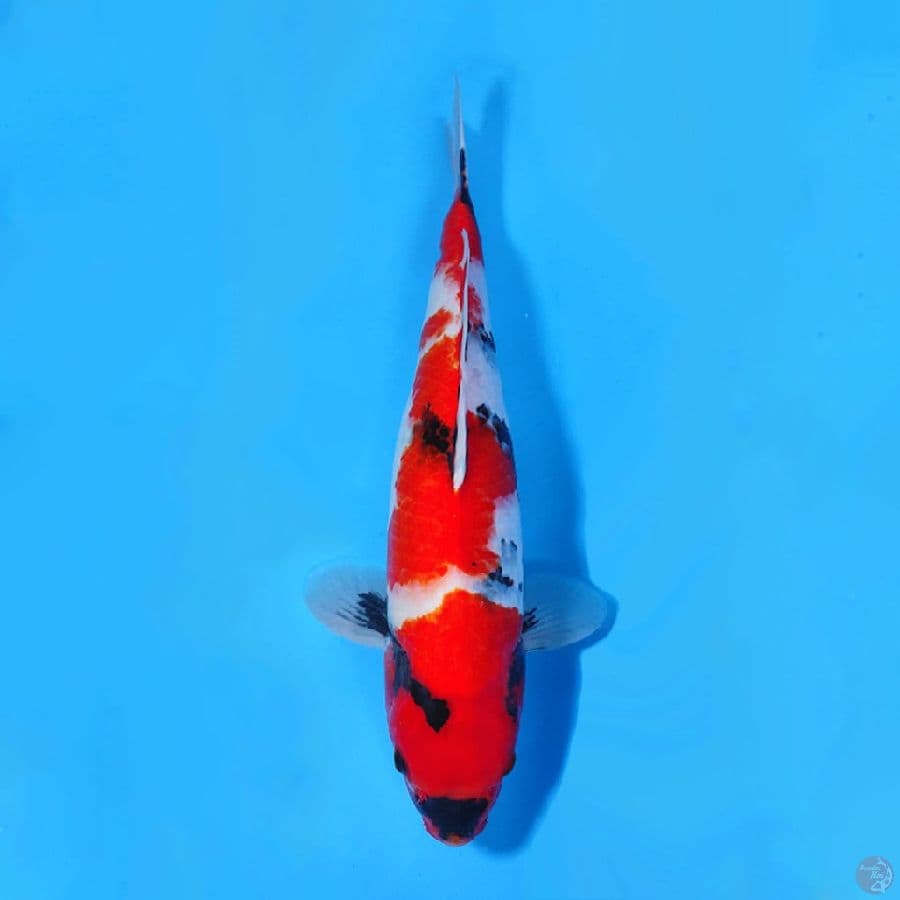 45CM SHOWA SANSHOKU FEMALE
