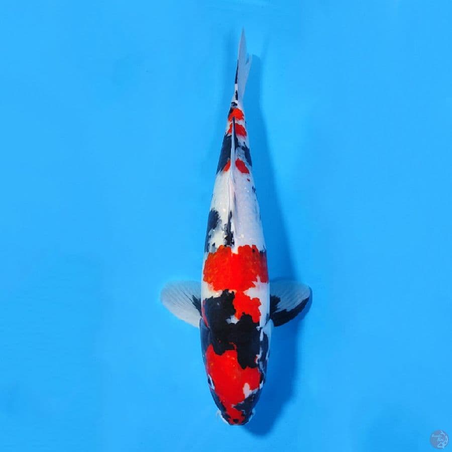 45CM KINDAI SHOWA PEJANTAN MALE