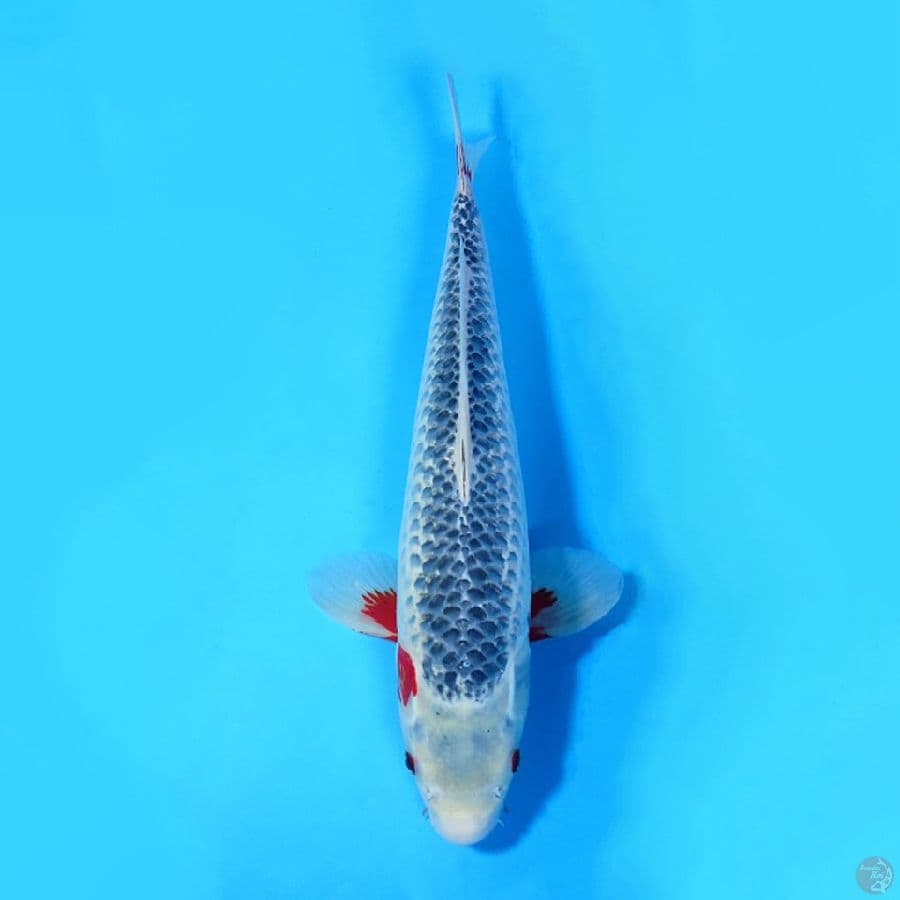 39CM ASAGI CALON PEJANTAN MALE