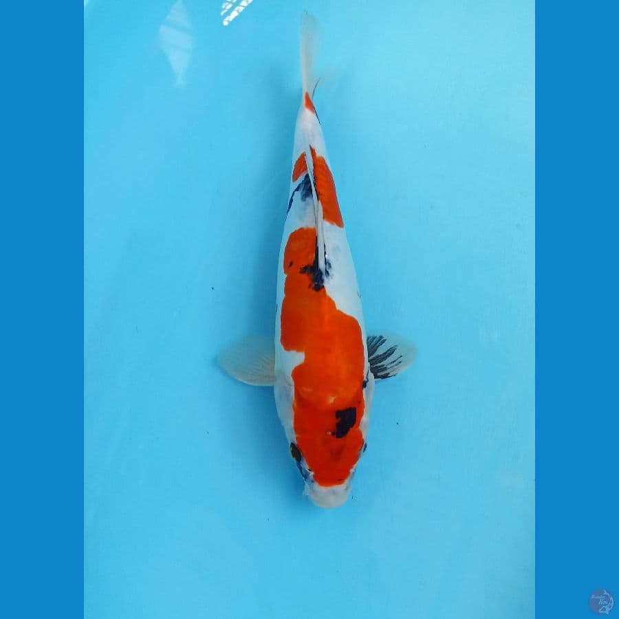 Showa doitsu 30cm