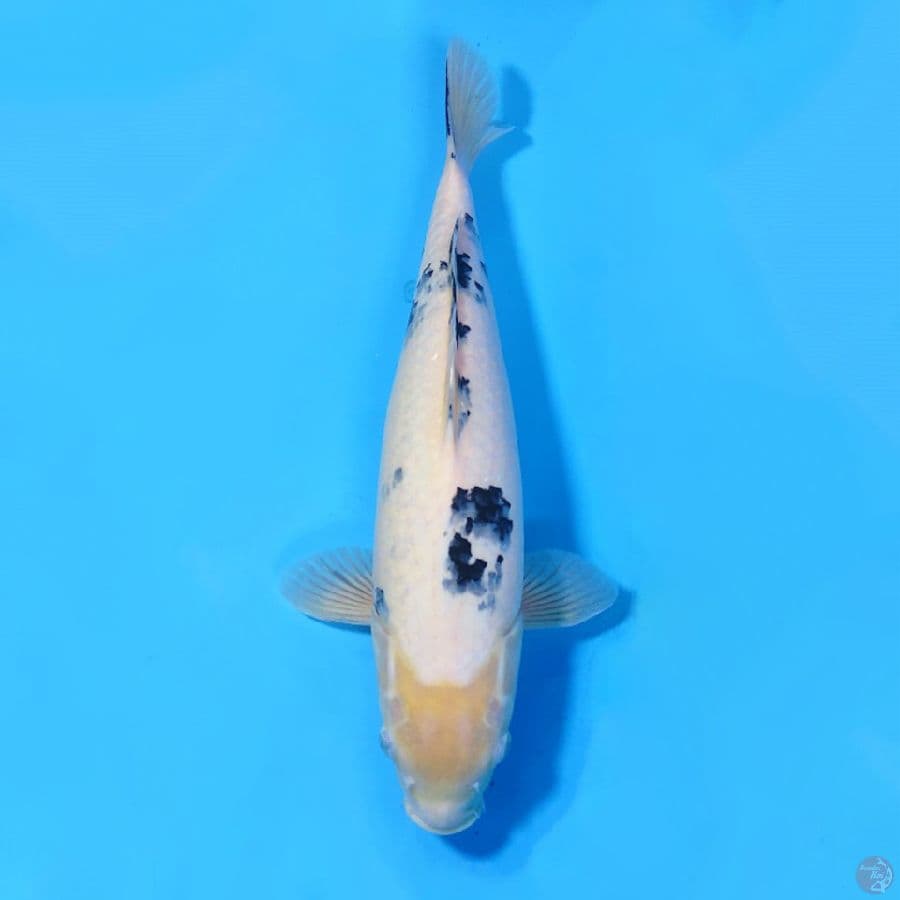 40CM BEKKO HQ FEMALE