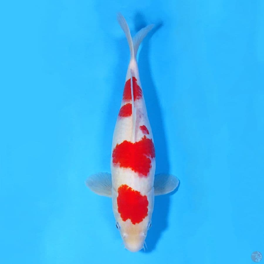 35CM KOHAKU SAKURA CALON INDUK FEMALE