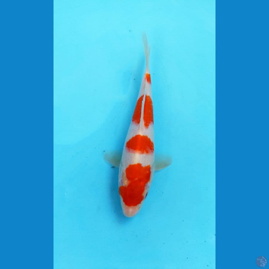 Kohaku 19cm