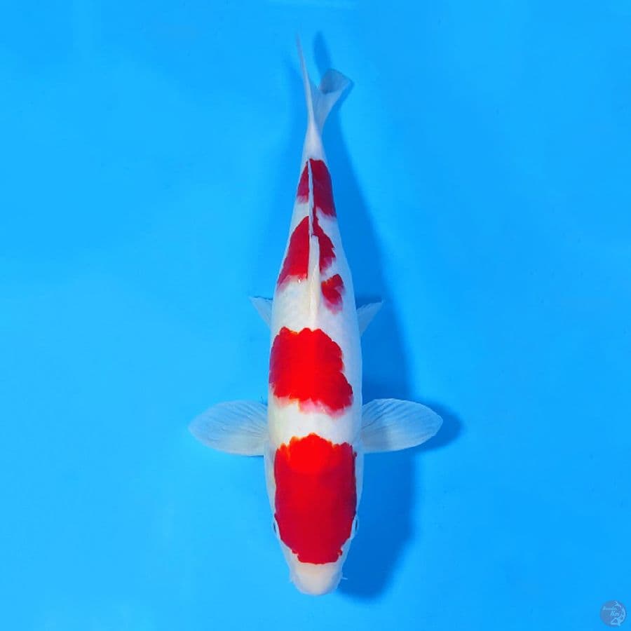 40CM RED KOHAKU STRONG MALE