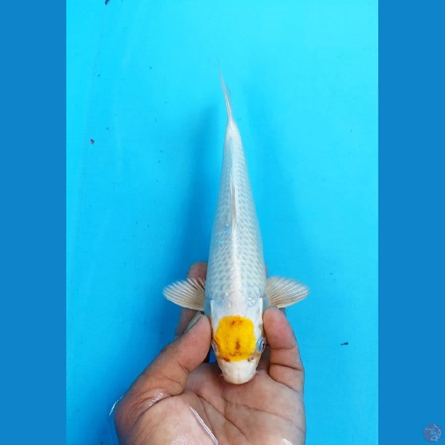 Tc hariwake 22cm