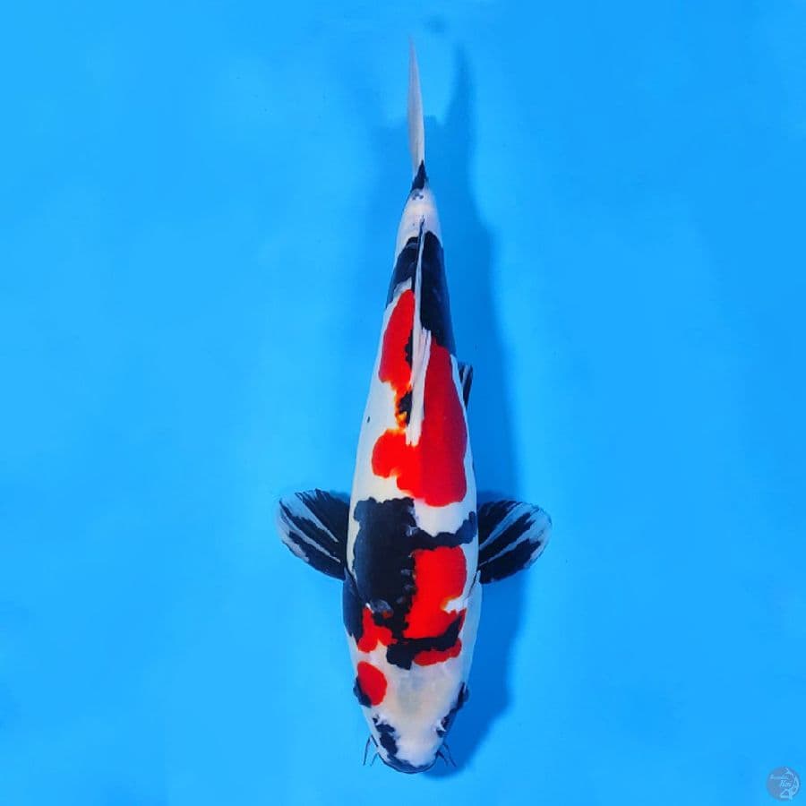 35CM SQ DOITSU MURNI SHOWA MALE