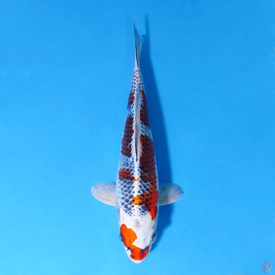 28CM SQ KUJAKU FULL HIKARI FEMALE