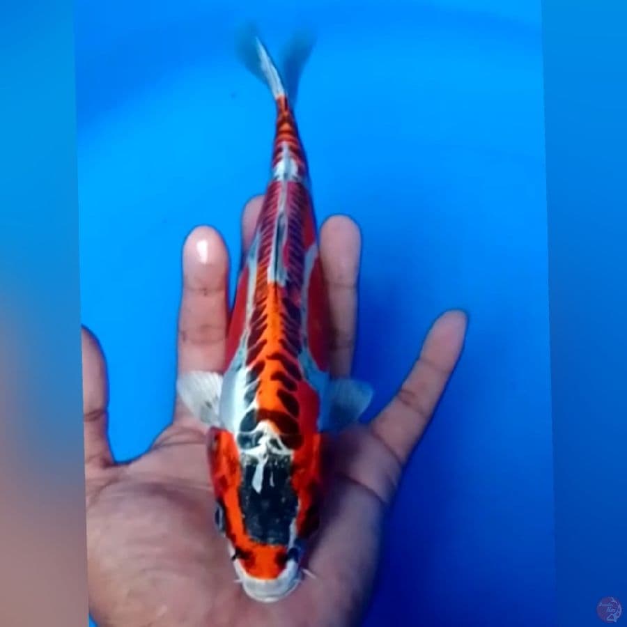 KIKOKURYU 26CM