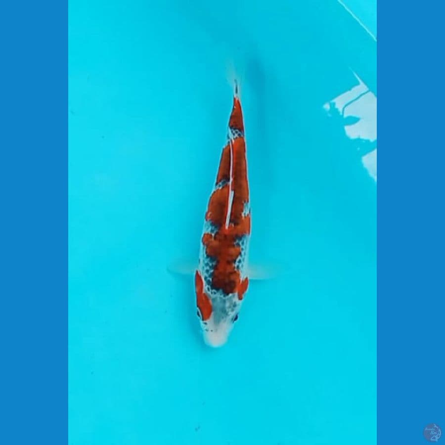 Goshiki 23 cm