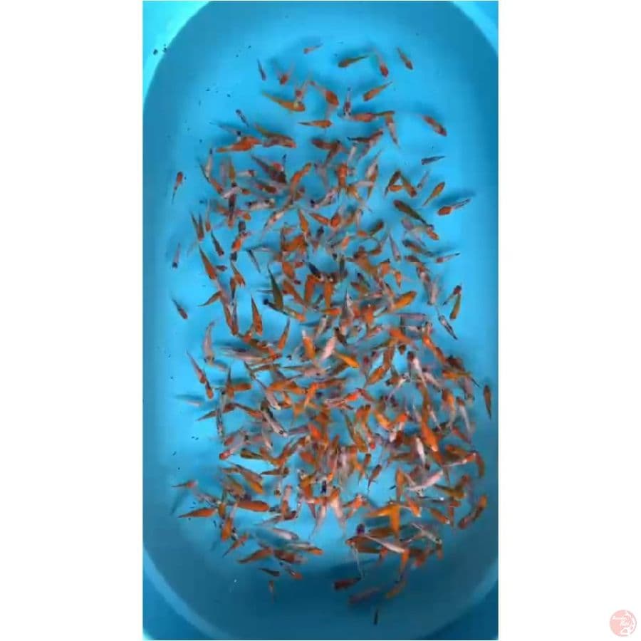 Bibit Ai Goromo F1 , 5cm+-