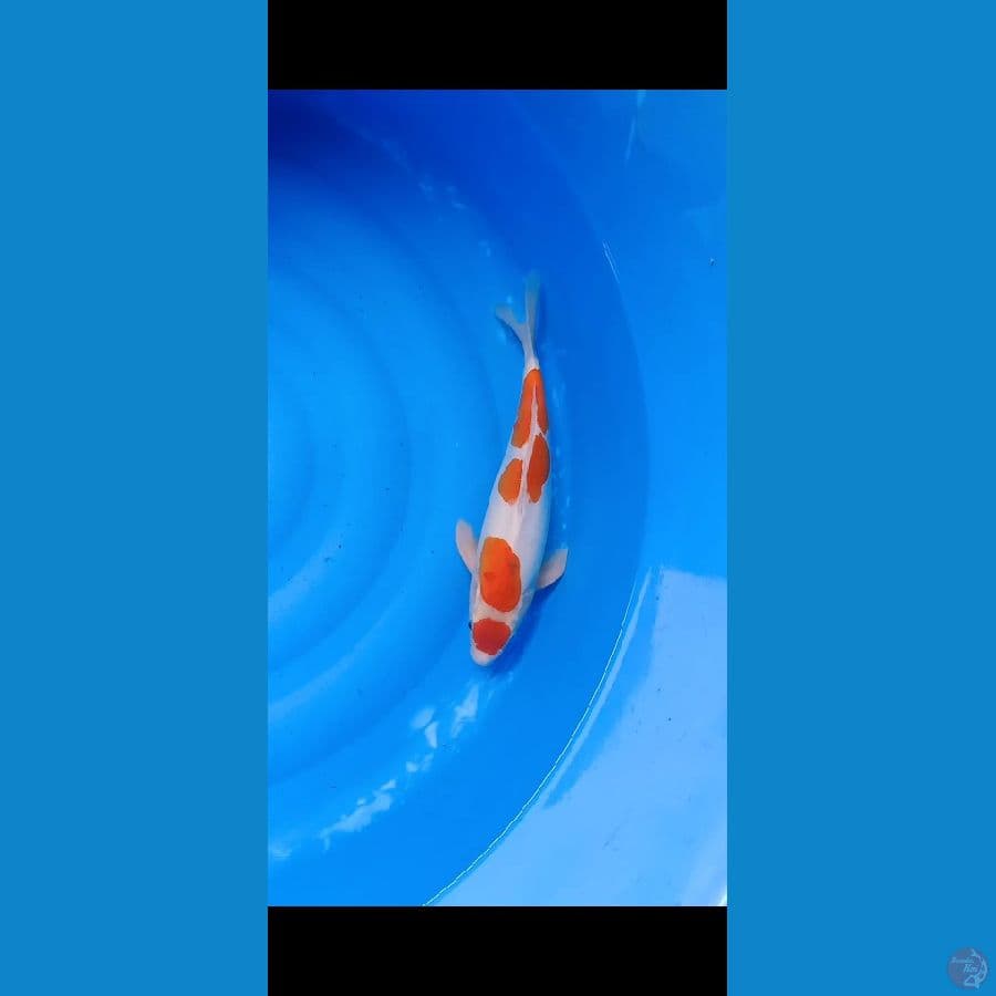 maruten kohaku doit ori