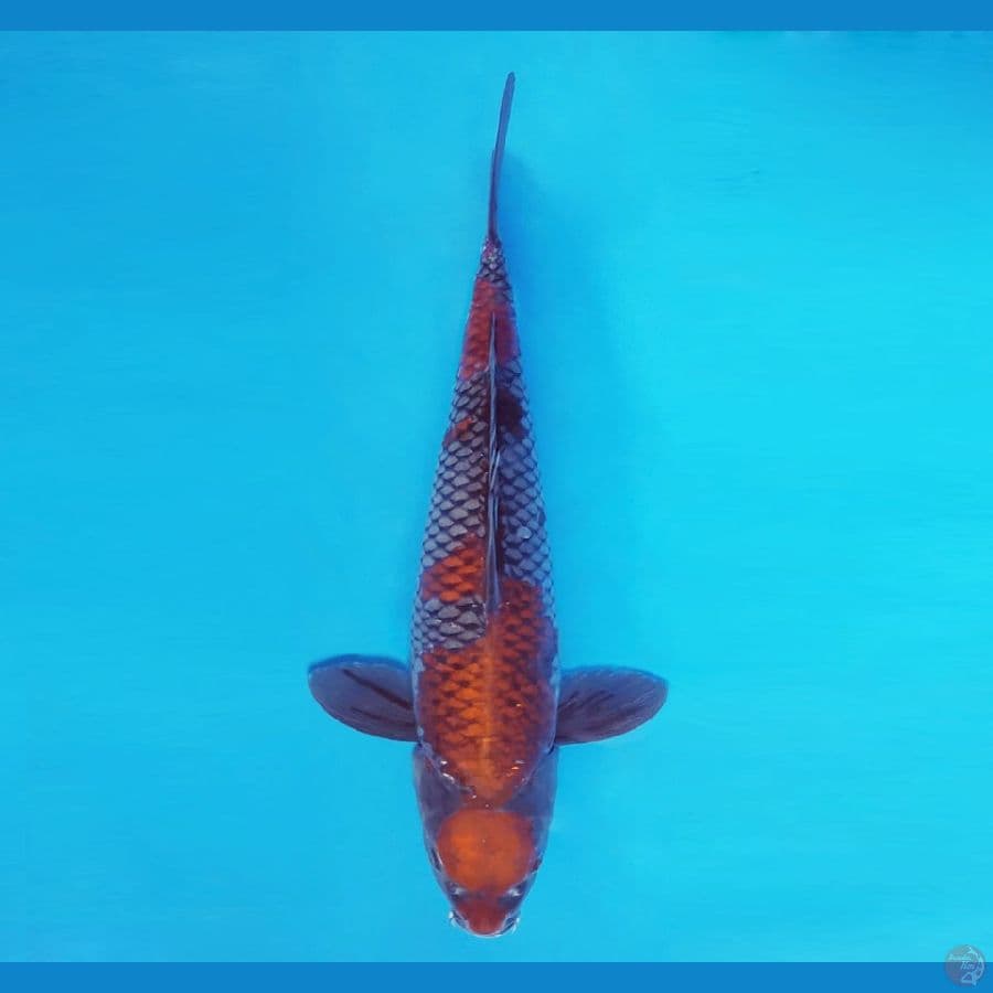 HARUNA 3 ~ Ochiba 38 cm/male ®
