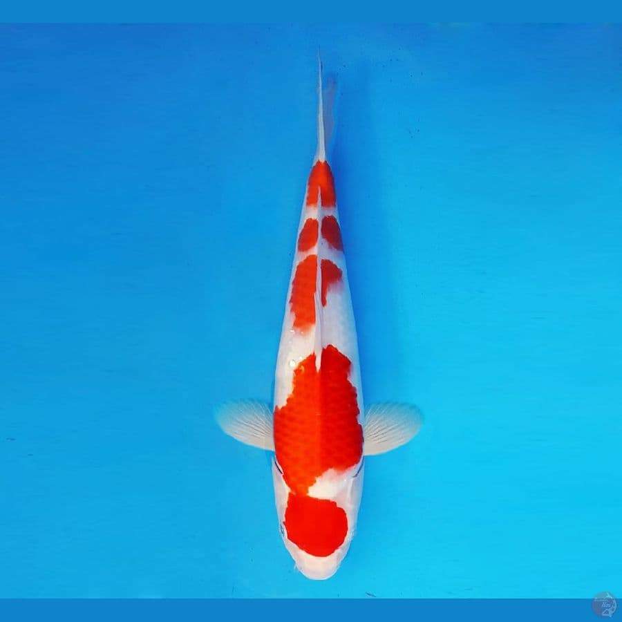 HARUNA 2 ~ Kohaku 39 cm/fm ™
