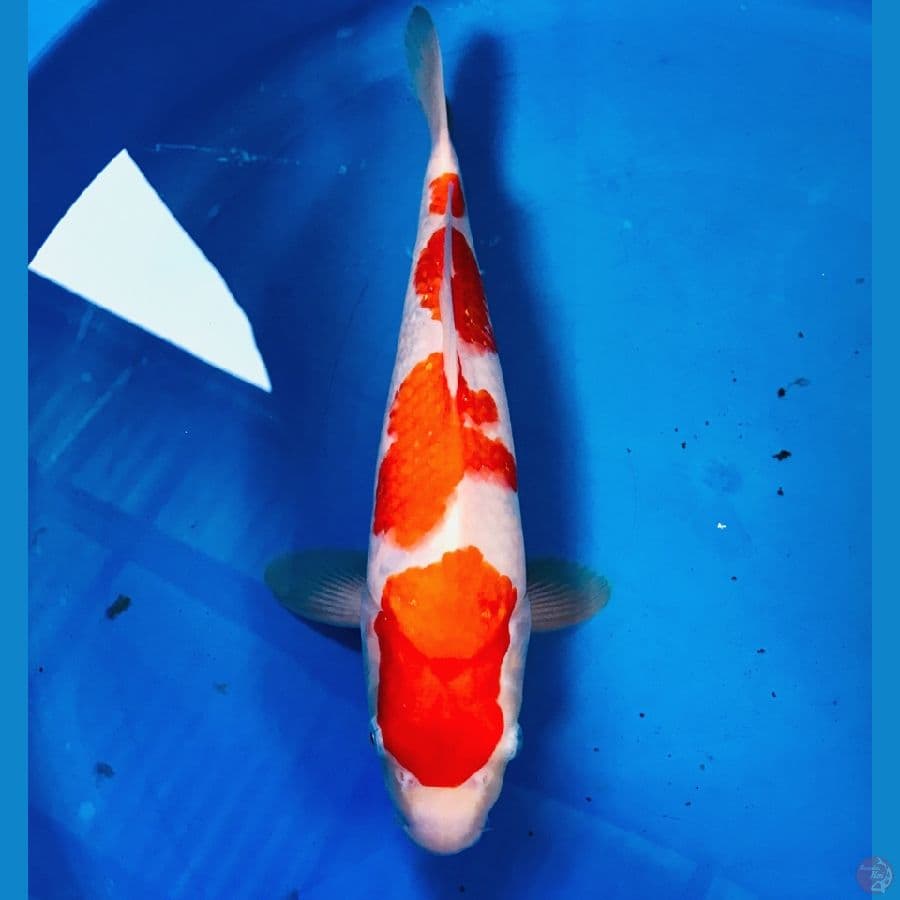 kohaku male 30cm