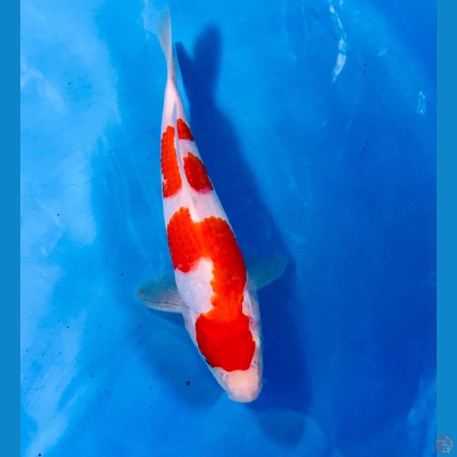 kohaku 26cm