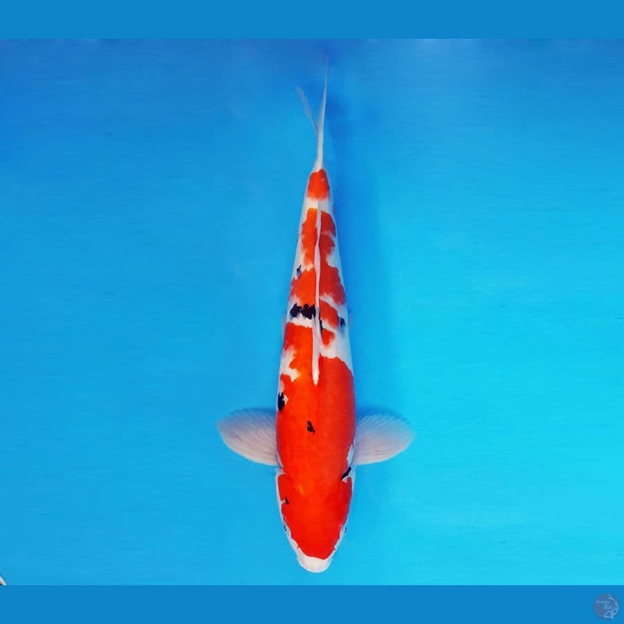 HARUNA 7 - Sanke 47 cm/male ®