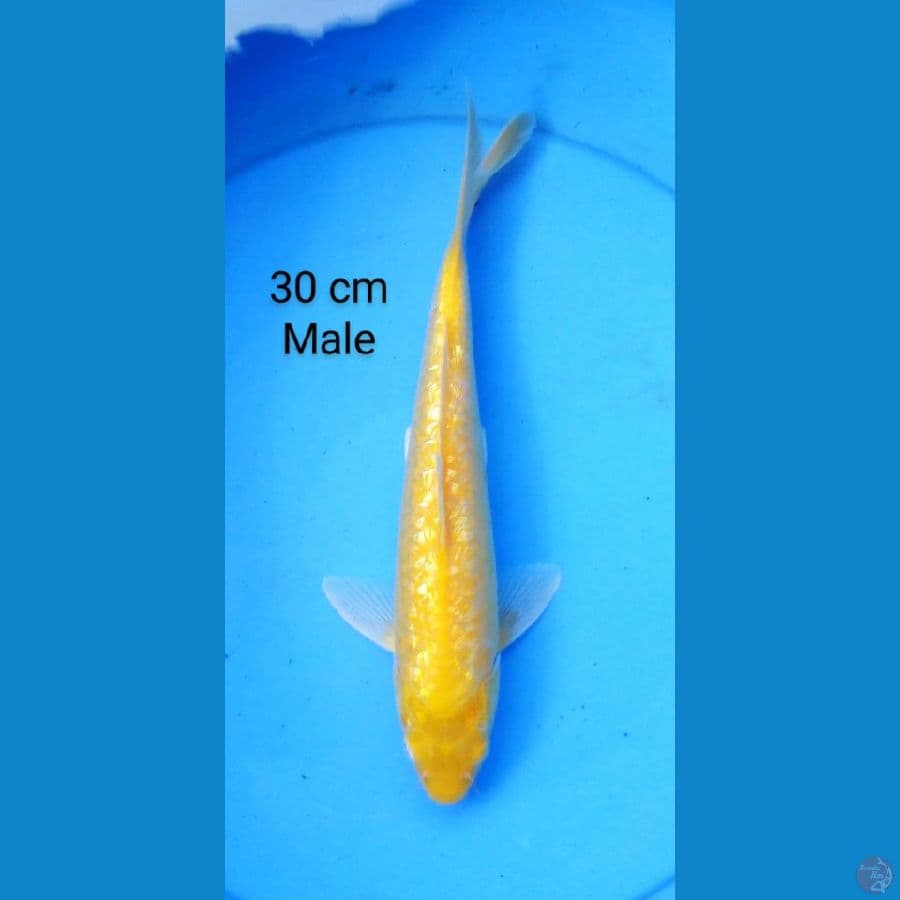 karashi ginrin 30 cm male