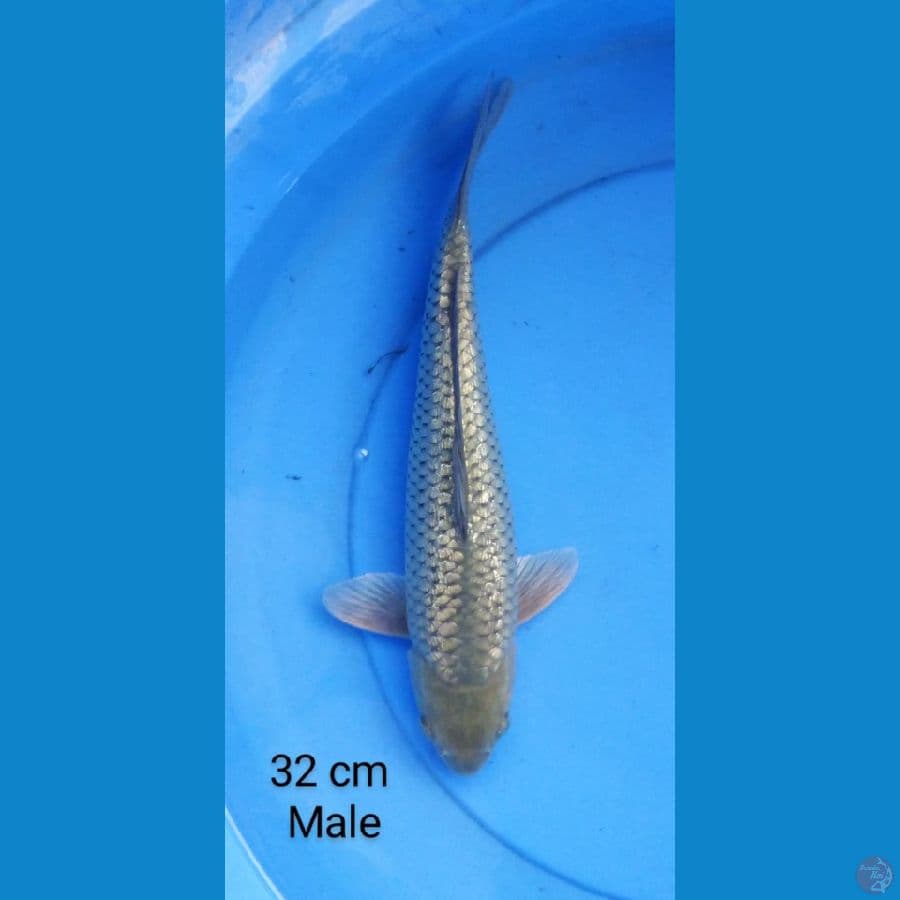 soragoi ginrin 32 cm male