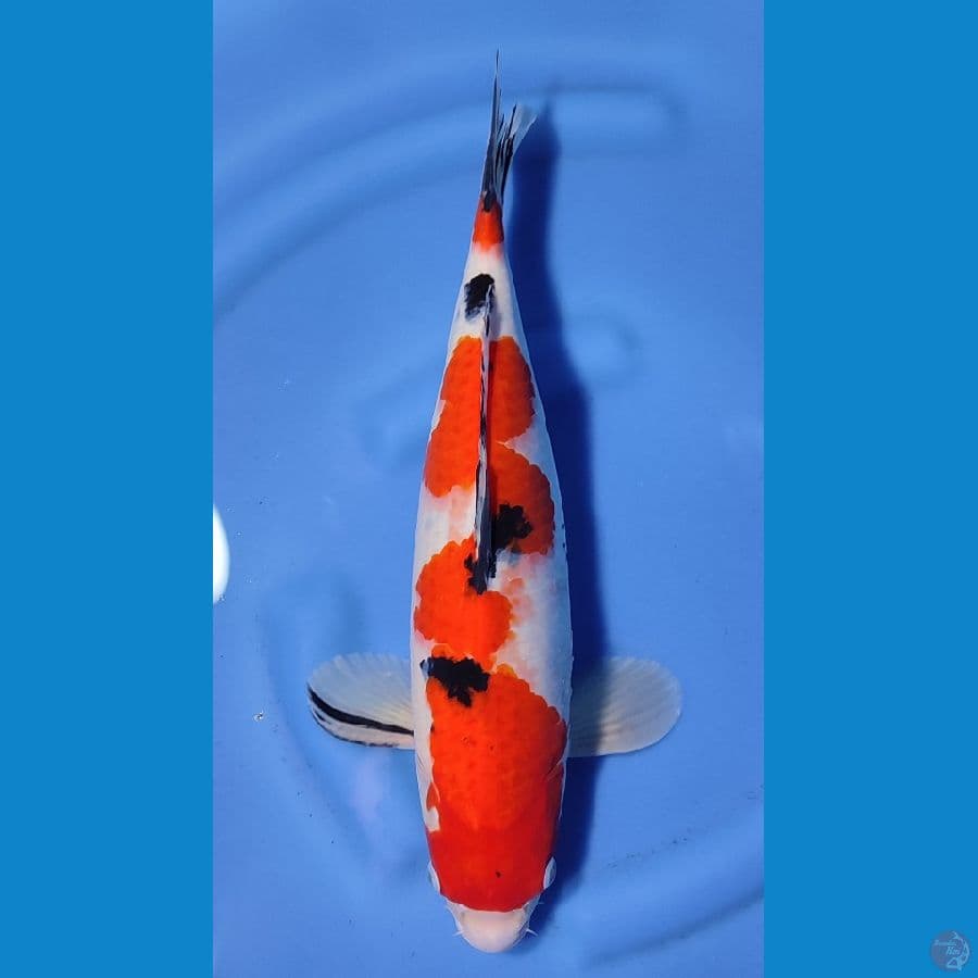 SANKE BAKAT JUMBO ~45cm/Feemale~