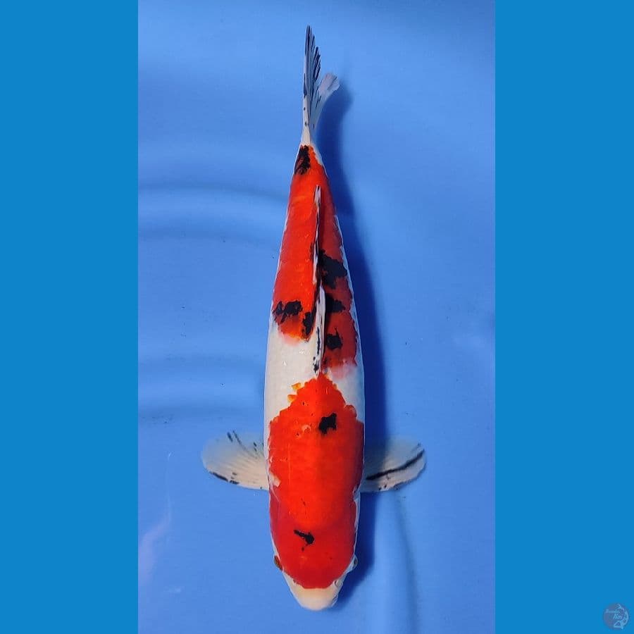 SANKE BAKAT JUMBO ~41cm/Feemale~
