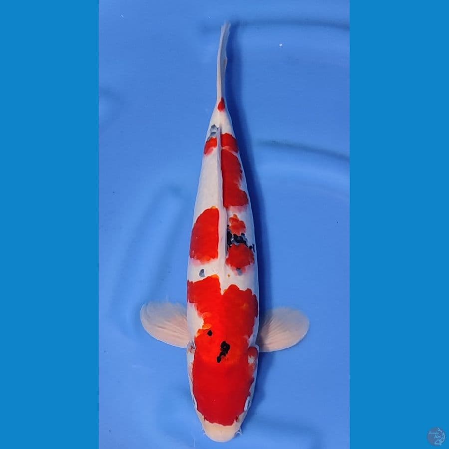 SANKE BAKAT JUMBO ~42cm/Feemale~