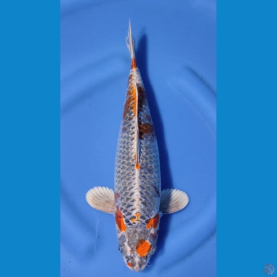 UNIQUE BENI GINGGA HQ ~37cm/Feemale~