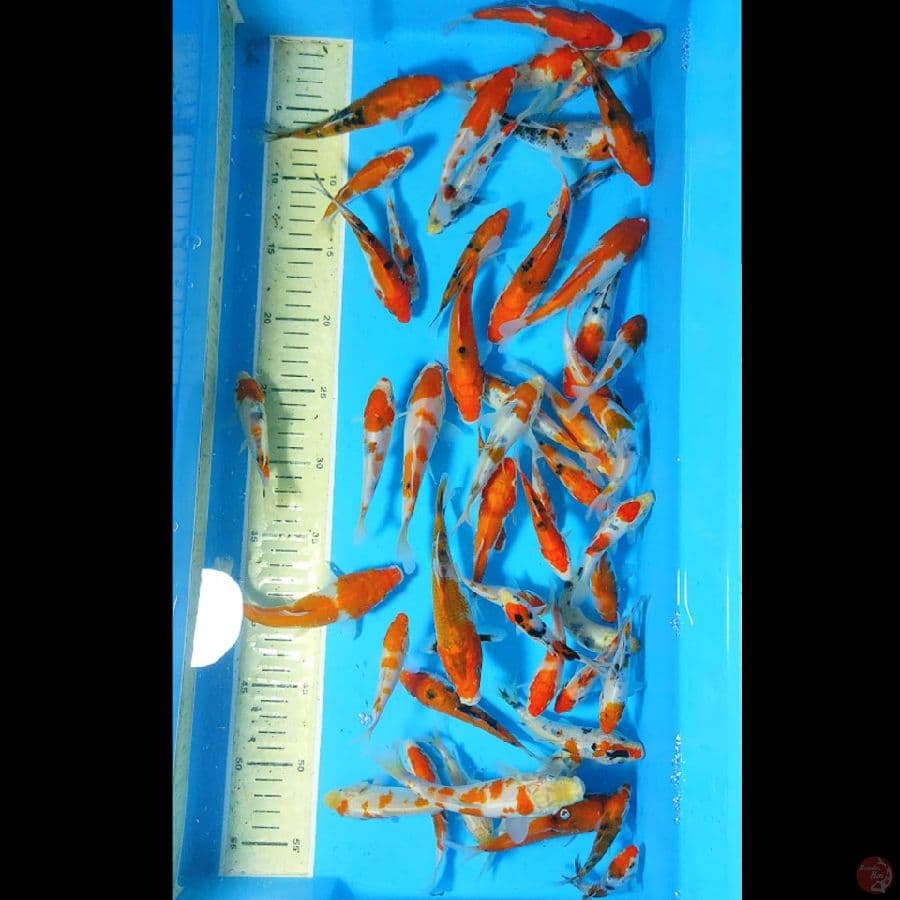 PAKET 50EKOR SANKE 10-15CM