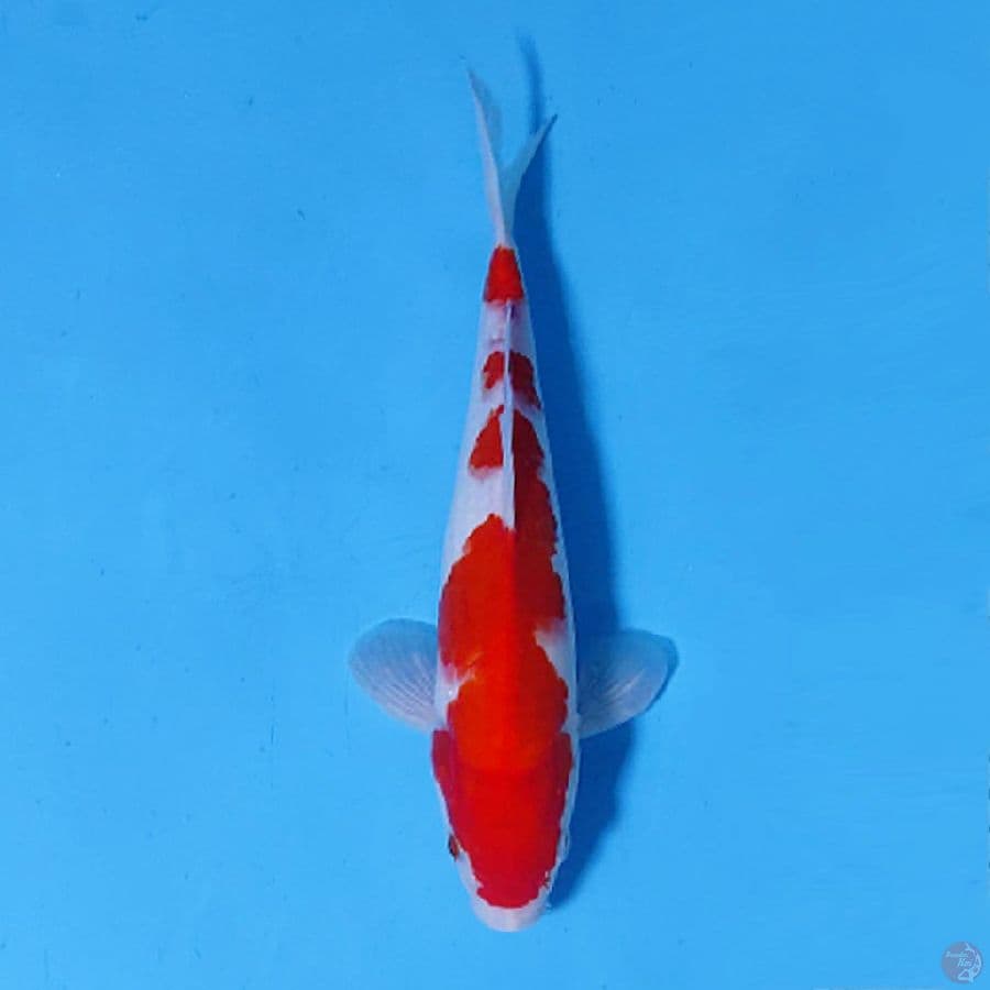 M24CM KOHAKU BENI STRONG