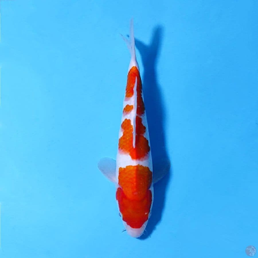 F25CM KOHAKU ORIGINAL