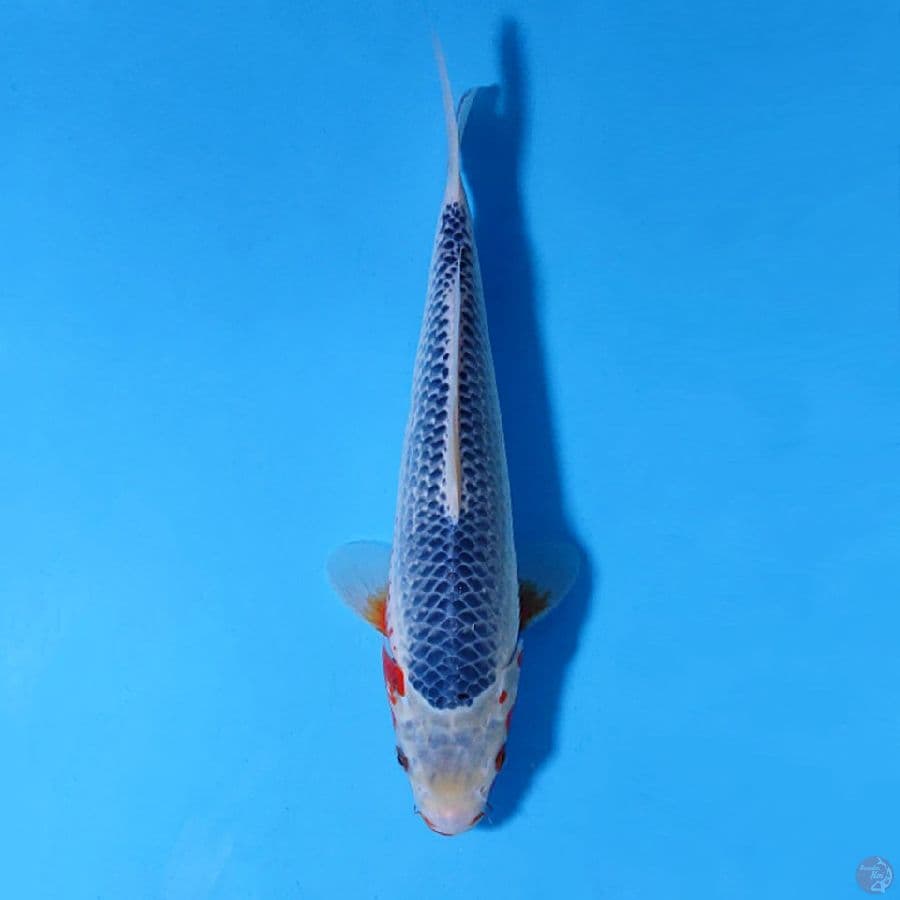 F30CM SQ ASAGI JARING RAPI