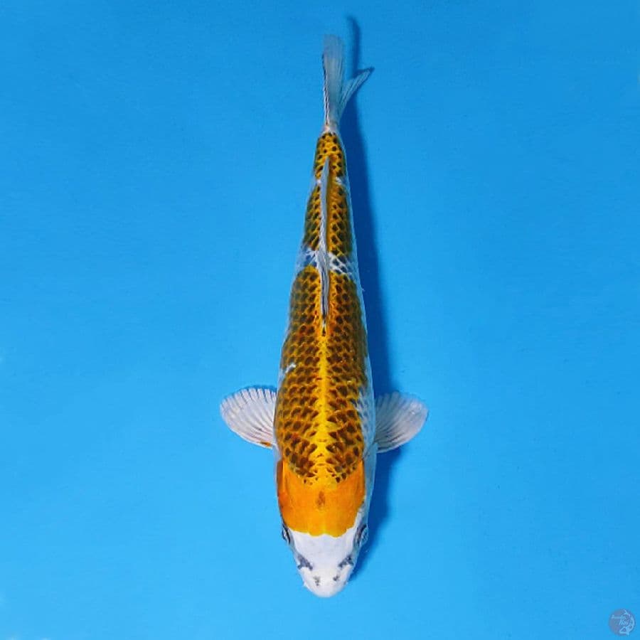 F30CM SQ YELLOW KUJAKU
