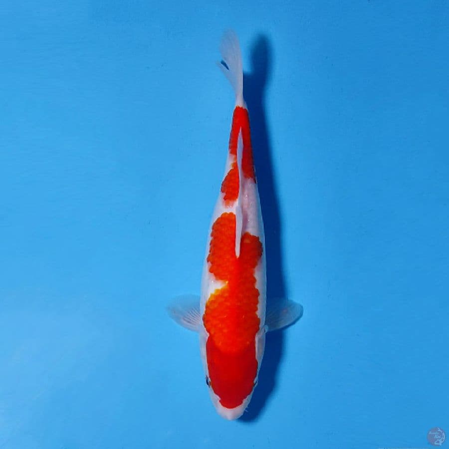 F30CM KOHAKU ORIGINAL