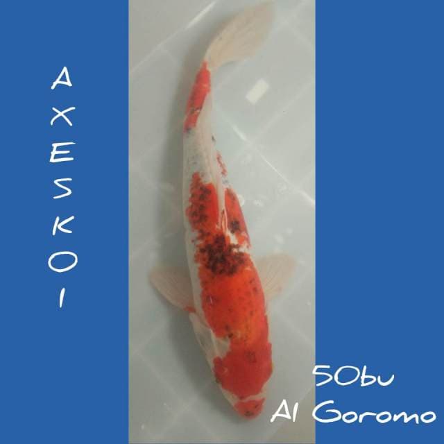 Big Ai Goromo spc 50bu?