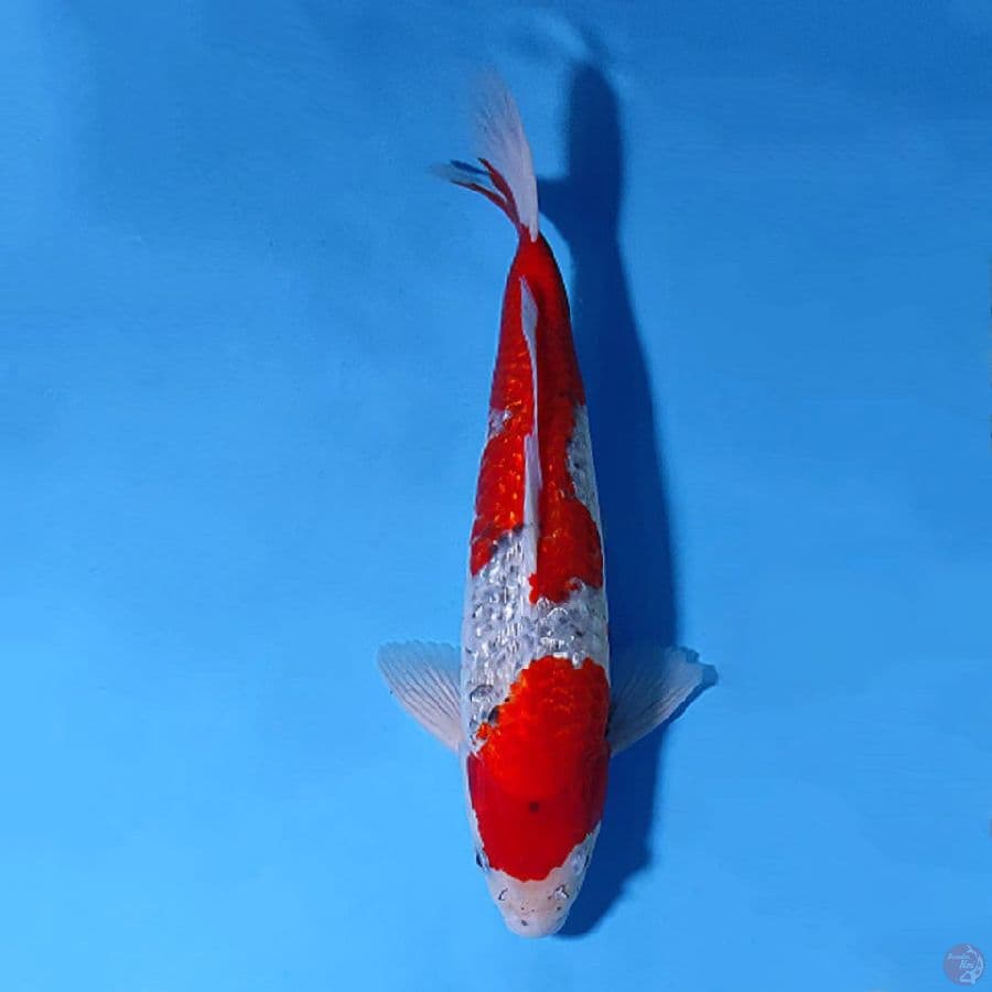 M40CM RED GOSHIKI GINRIN PEJANTAN TANGGUH