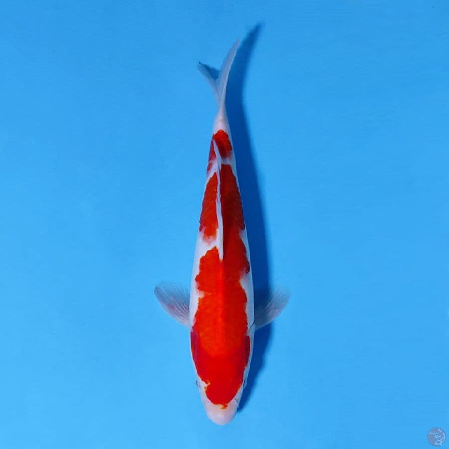 M30CM RED KOHAKU STRONG