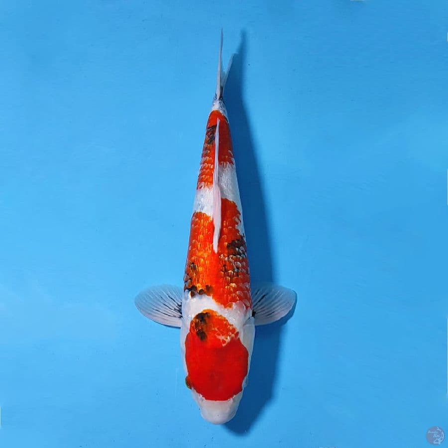 F46CM GINRIN SHOWA PROSPEK JUMBO