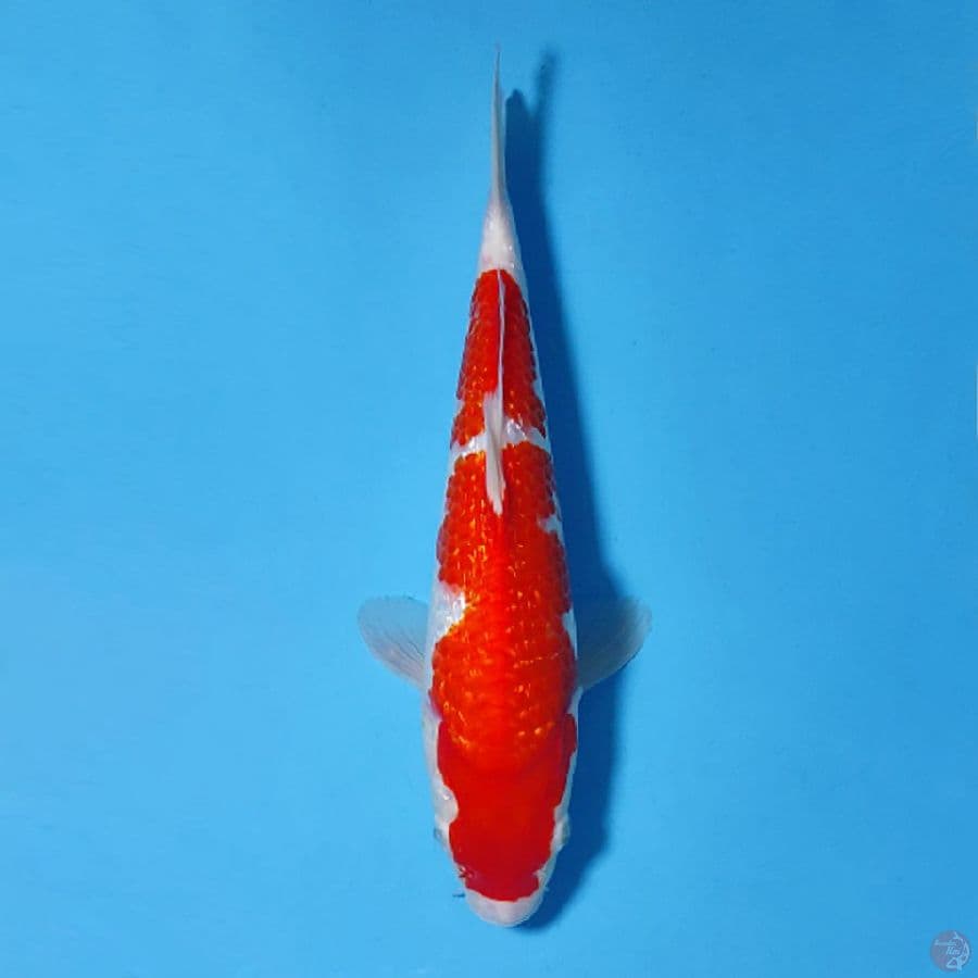 F30CM GINRIN KOHAKU