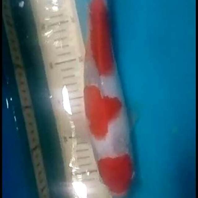 Kohaku.3step.size.30cm