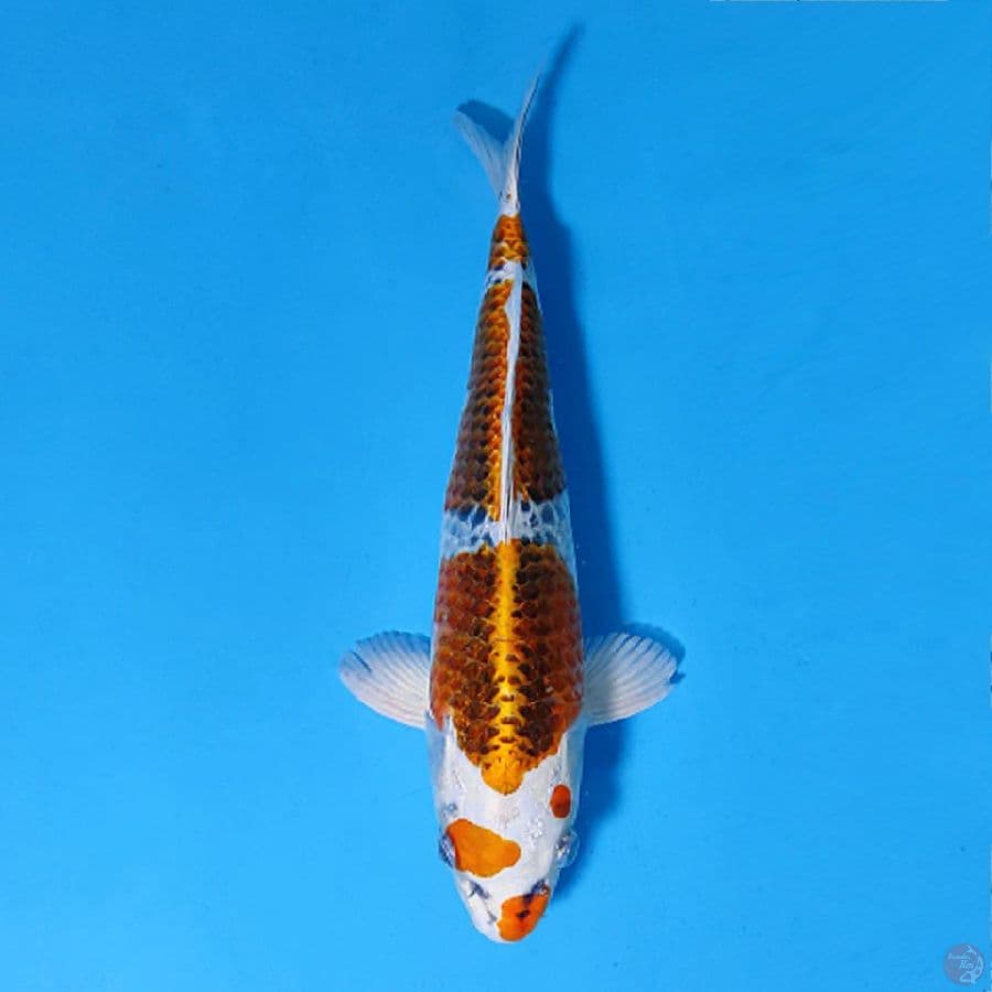 F27CM SQ KUJAKU KEPALA BERSIH