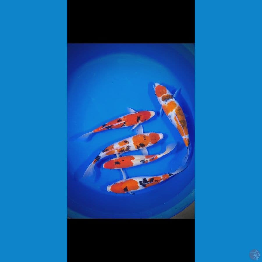 Showa Sanke 26-30 cm